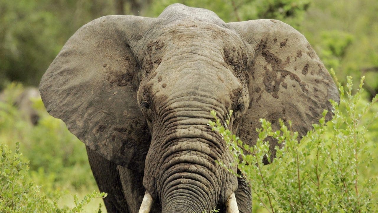 80-Year-Old American Tourist Killed in Rare Elephant Attack in Zambia ...