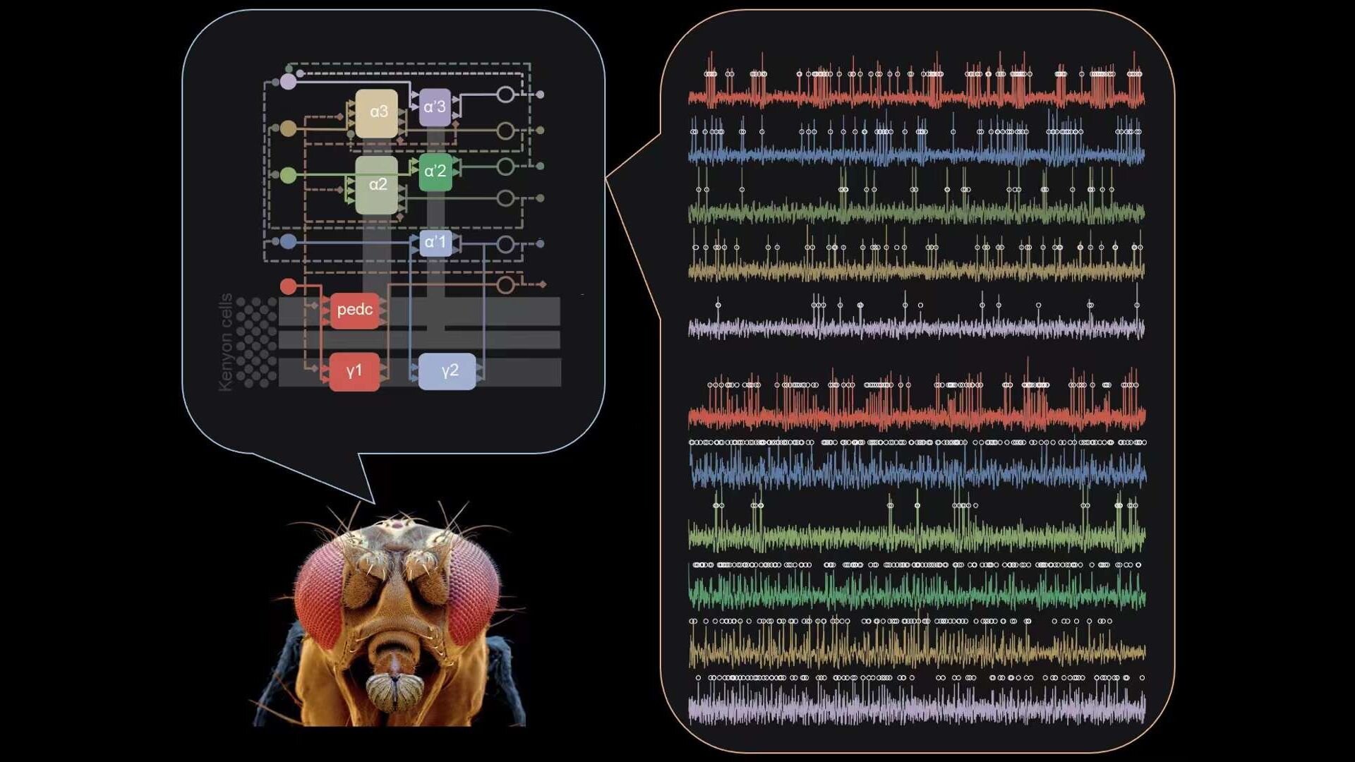 Scientists uncover the role of dopamine in mediating short-term and long-term memory dynamics