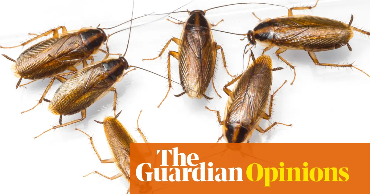 Where is the German cockroach actually from? We tested its DNA to trace its true origins