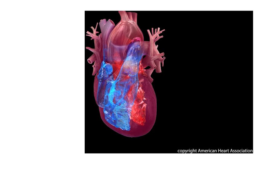 Heart healthy behaviors may help reverse rapid cell aging