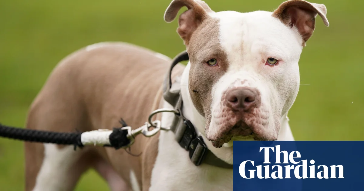 Man charged over fatal attack by two XL bully dogs in Essex