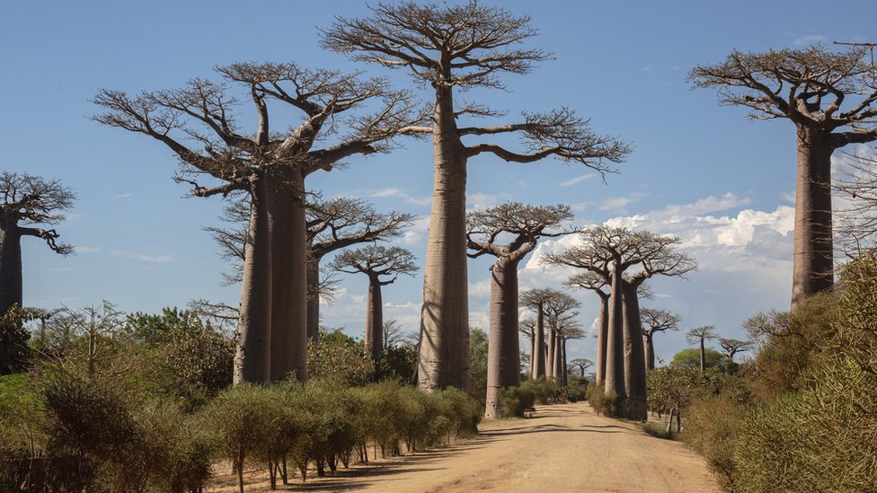 Scientists solve mystery of ancient 'tree of life'