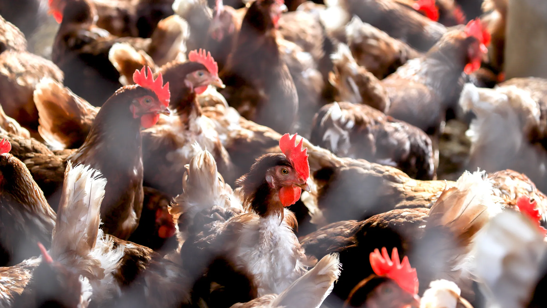 Colorado workers exposed to bird flu while killing infected chickens, feds say