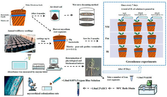 Differential Strategies of Two Arbuscular Mycorrhizal Fungi Varieties in the Protection of Lycium ruthenicum under Saline–Alkaline Stress