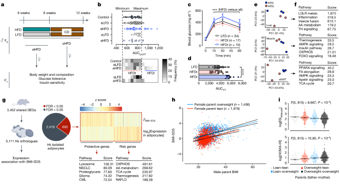 Epigenetic inheritance of diet-induced and sperm-borne mitochondrial RNAs