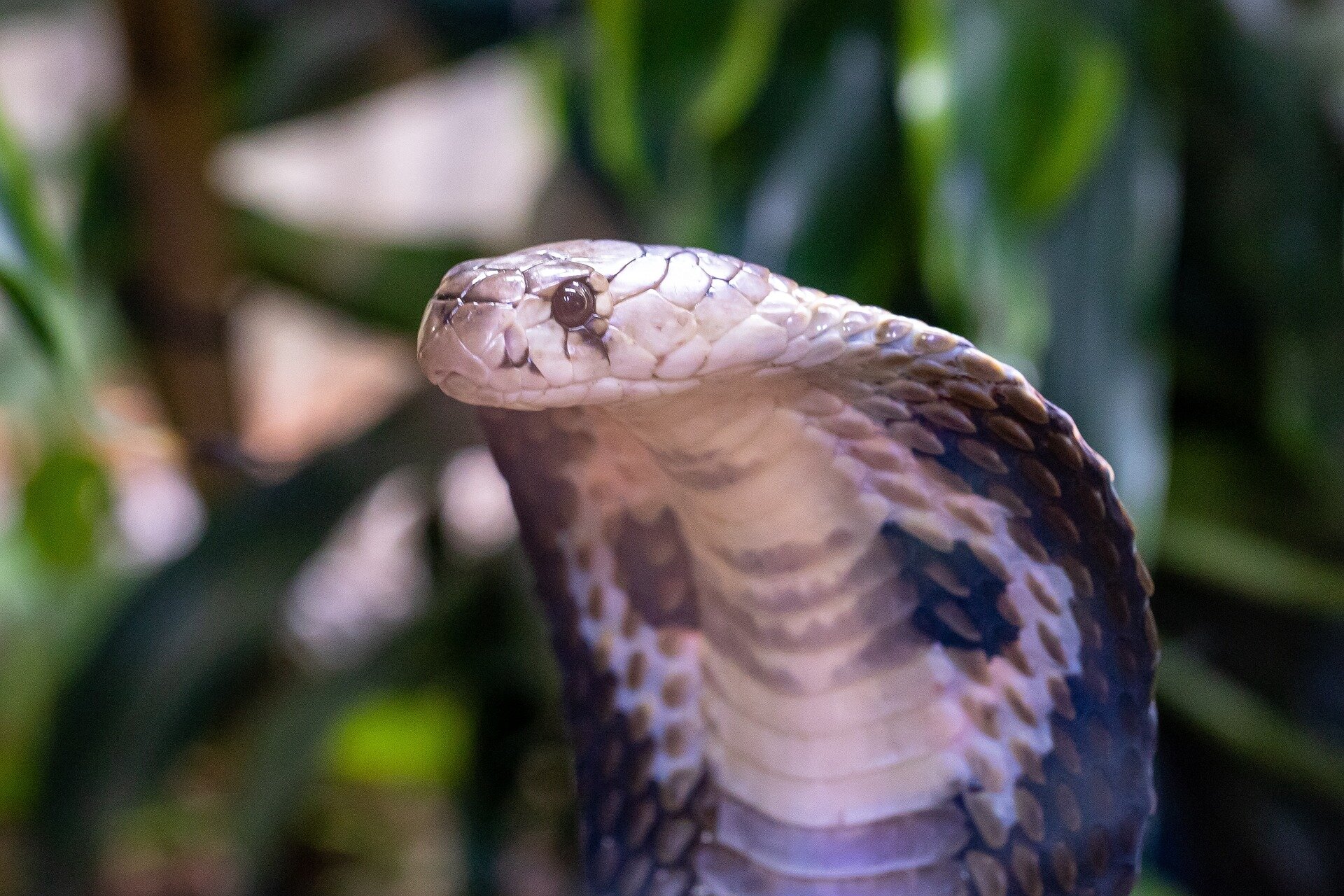 DNA analysis of Elapidae family of snakes shows they have an Asian origin, not African