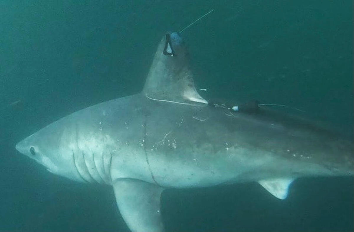 Deep-water murder mystery leads scientists to a novel type of shark-on-shark predation