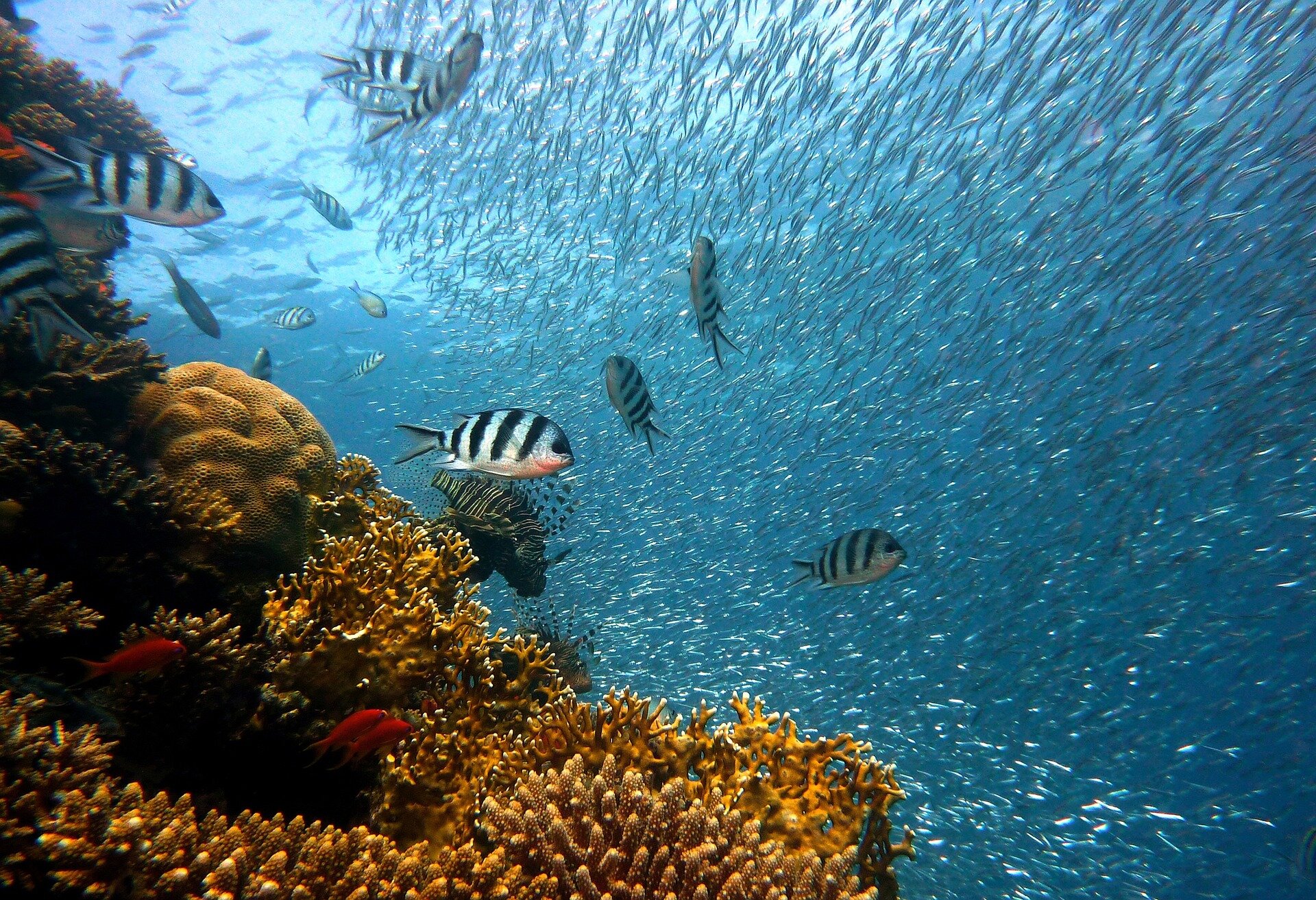 'Humanity is failing': Official report warns our chance to save the Great Barrier Reef is fast closing