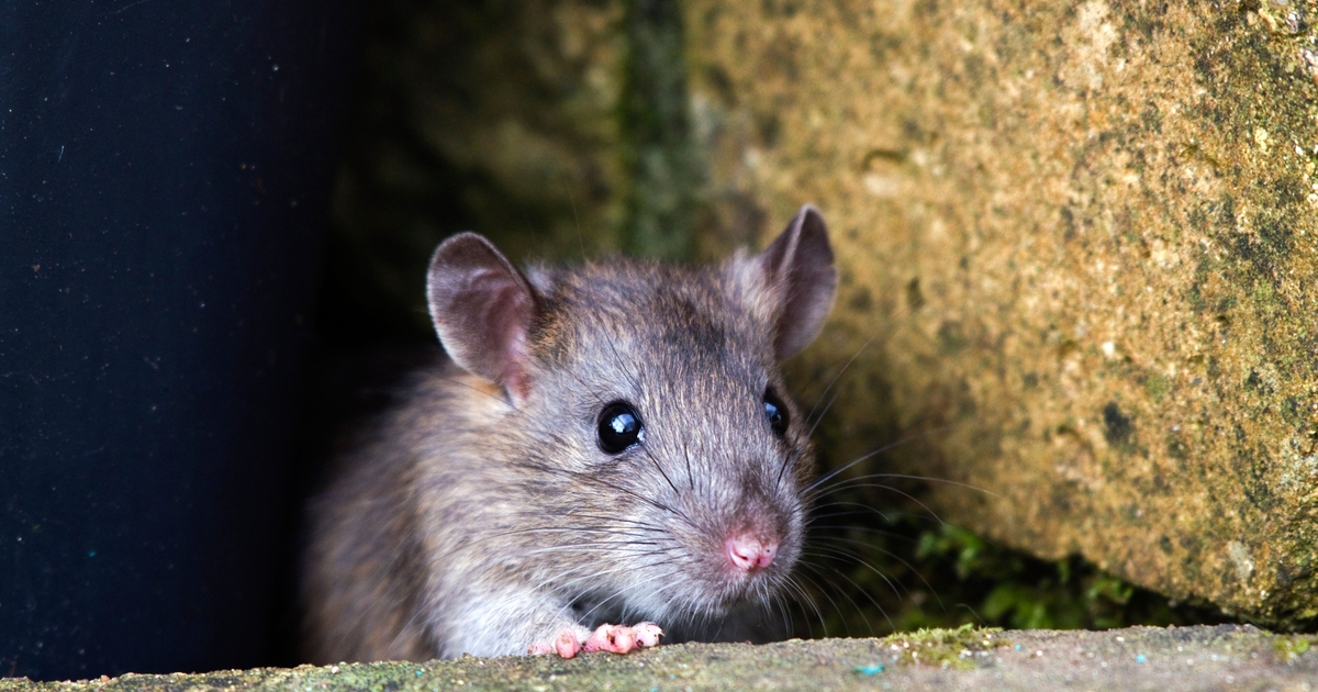 UAC-0184 Hackers Deploy Stealthy Remcos RAT via Steganography to ...
