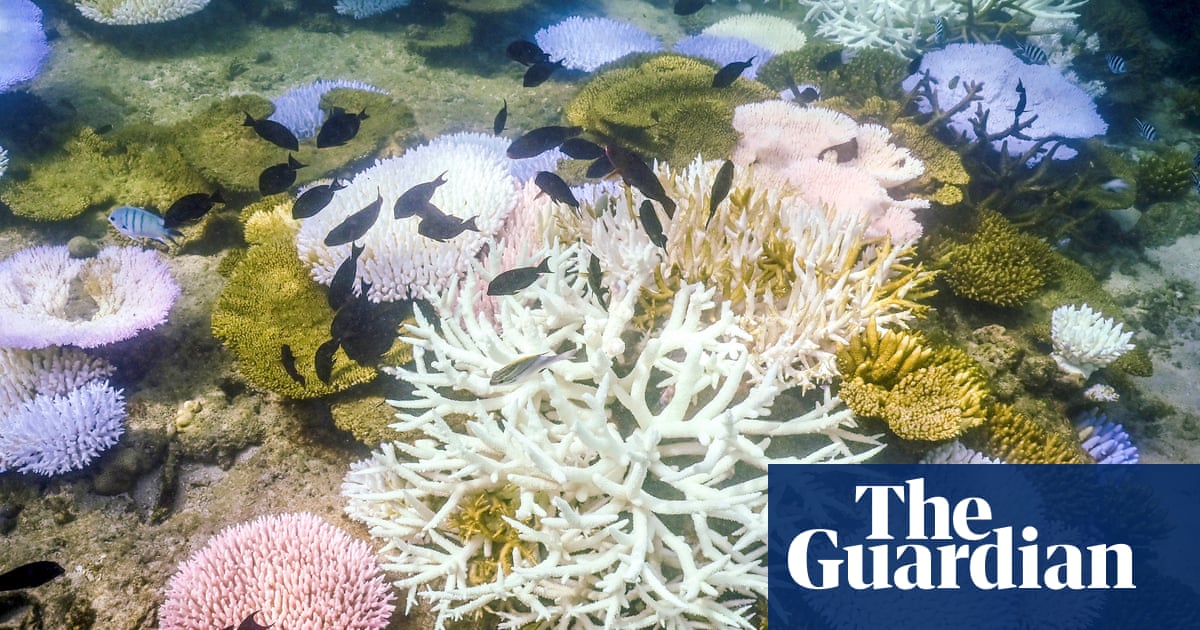 Extreme coral bleaching event could spell worst summer on record for Great Barrier Reef