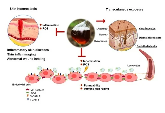 Promising Support Coming from Nature: Antioxidant and Anti-Inflammatory Potential of Castanea sativa Wood Distillate on Skin Cells