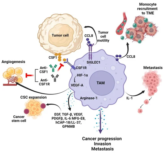 Tumor-Associated Macrophages as Major Immunosuppressive Cells in the Tumor Microenvironment