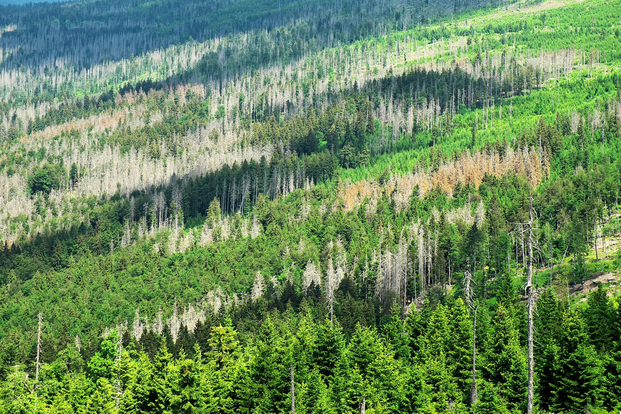 Reforestation study finds only a few tree species can survive a century of rapid climate change