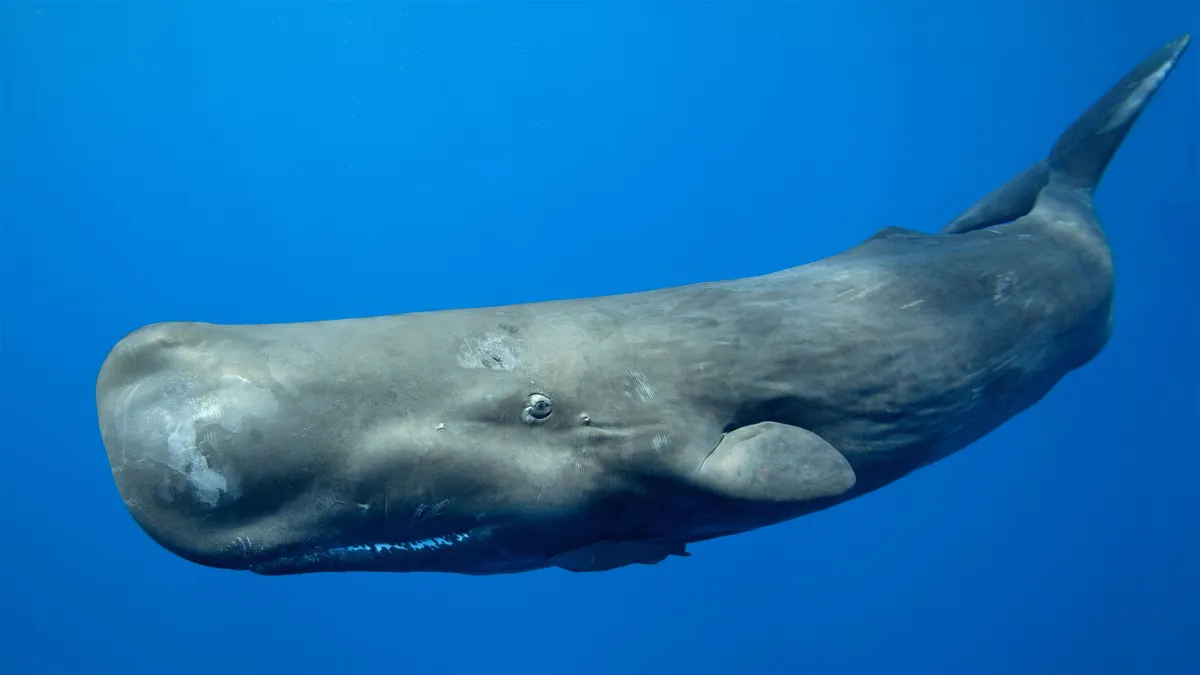 Sperm whale ‘alphabet’ discovered, thanks to machine learning | TechCrunch