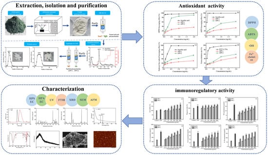 Optimization of Ultrasonic-Assisted Extraction, Characterization and Antioxidant and Immunoregulatory Activities of Arthrospira platensis Polysaccharides