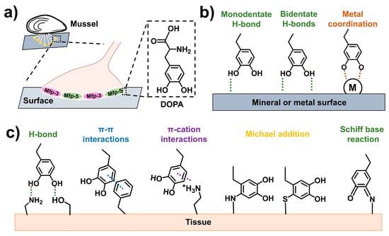 Mussel-Inspired Injectable Adhesive Hydrogels for Biomedical Applications