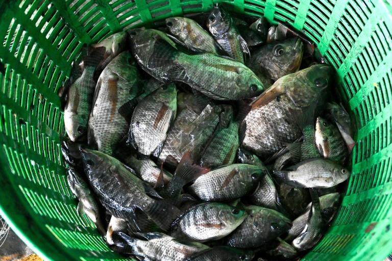 Thailand nets 1.3 million kilograms of invasive fish