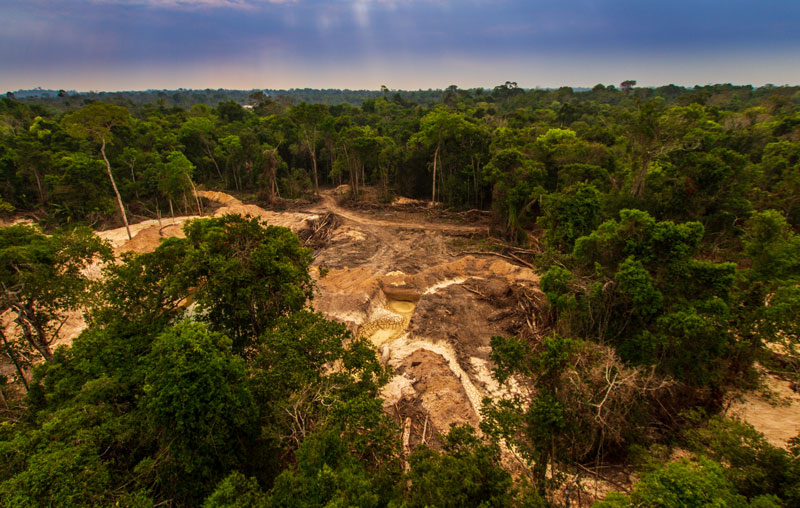 EU delays mandate for businesses to eliminate supply chain deforestation - edie