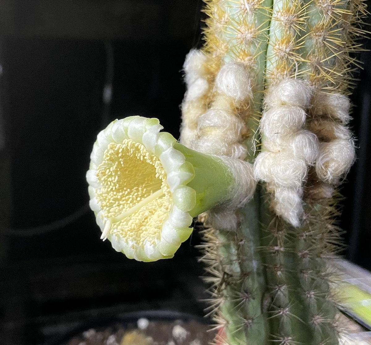 First Florida Plant Goes Extinct Due to Climate Change: Key Largo Cactus Wiped Out by Rising Seas