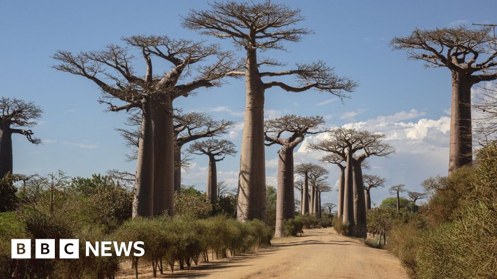 From Madagascar to the World: The 41-Million-Year Journey of Baobab Trees