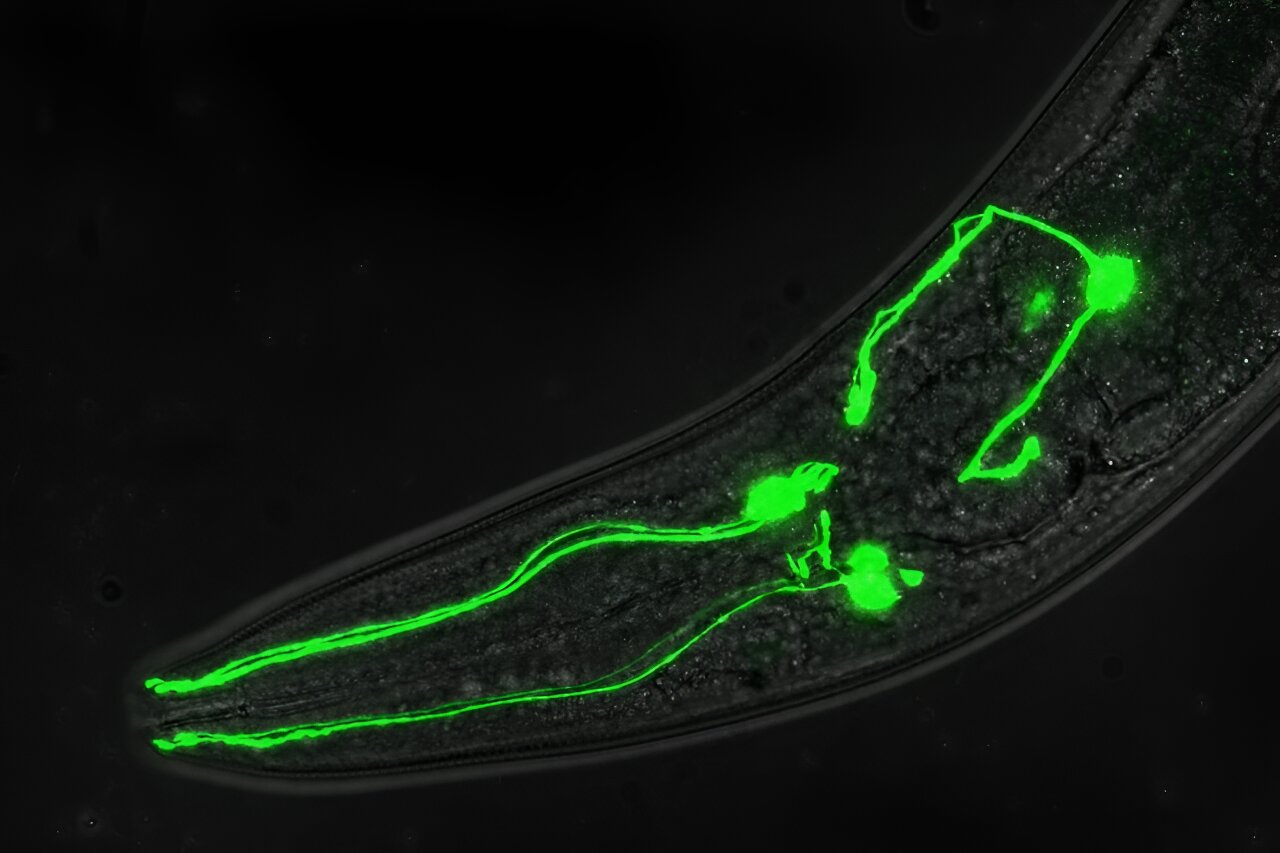 Transparent Worms Unlock Secrets to Dopamine Disorders: Florida Researchers Lead Breakthrough Study