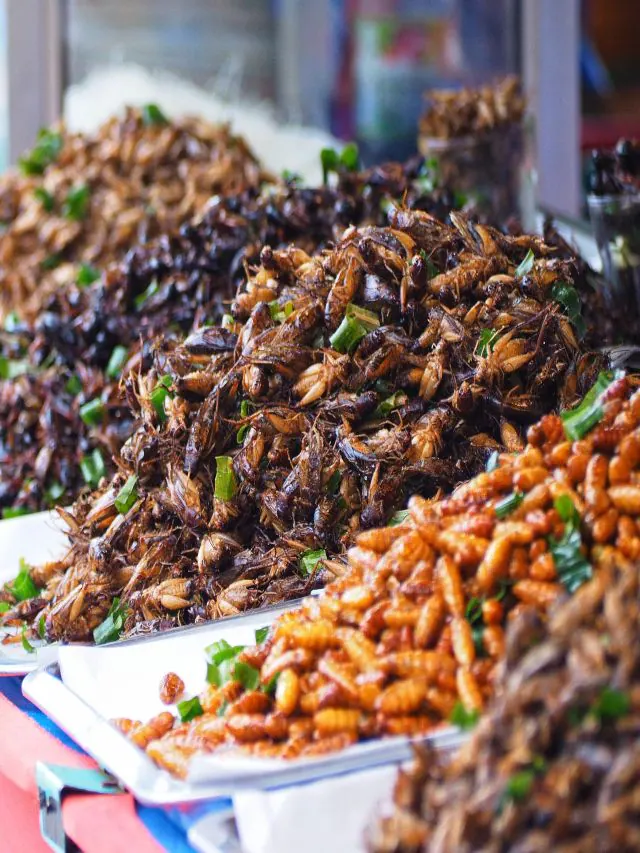 Singapore Approves 16 Edible Insect Species, Paving Way for Sustainable Dining Revolution