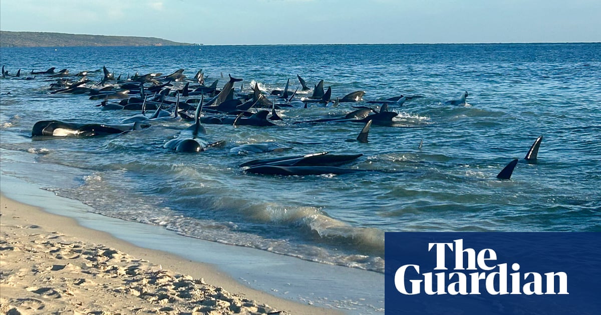 Rescue Mission Saves Dozens: Over 100 Pilot Whales Stranded on Australian Coast