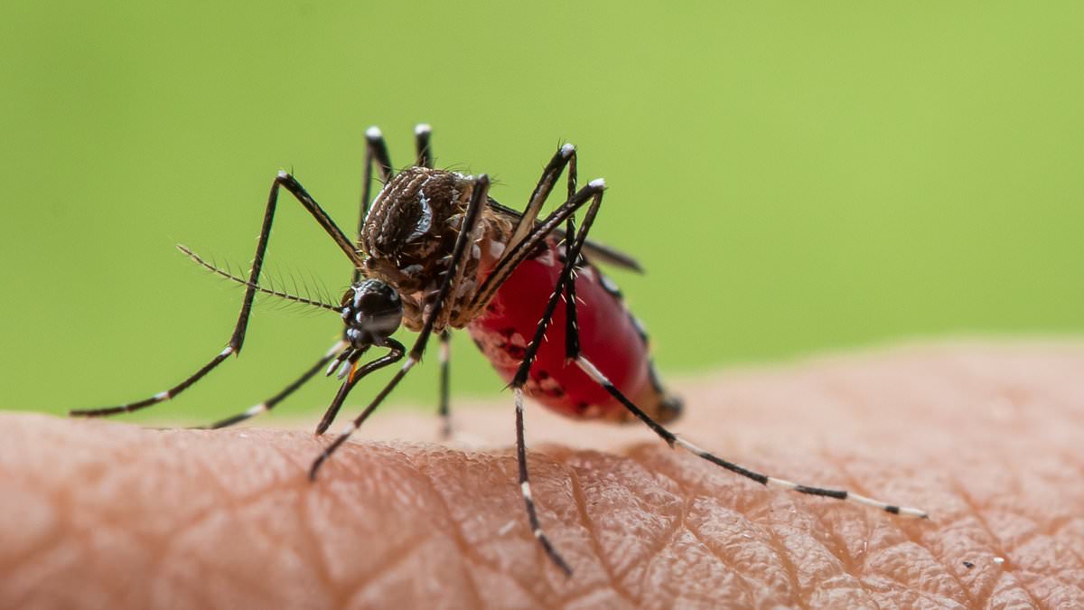 Climate Change Fuels Surge in Mosquito-Borne Diseases Across Europe, ECDC Warns British Tourists