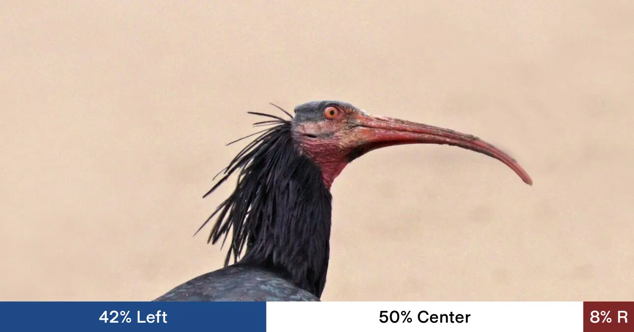 Revived from Extinction: Northern Bald Ibis Population Soars to 300 in Europe Through Human-Led Migration