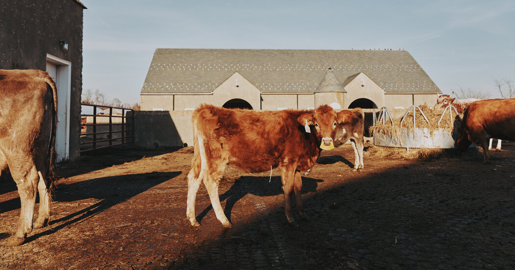 Bird Flu Outbreak Leads to Culling of 1.6M Hens, Infects US Dairy Cows