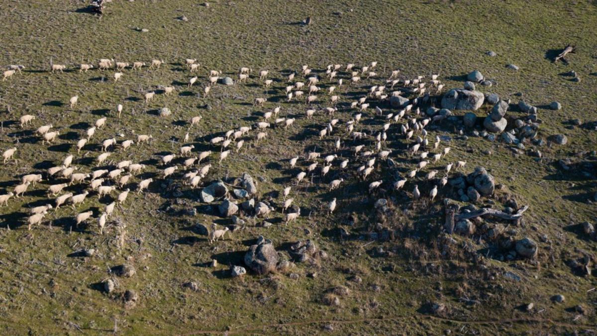 80 Sheep Die in Air Transport; Australian Government Investigates Amid Growing Animal Welfare Concerns