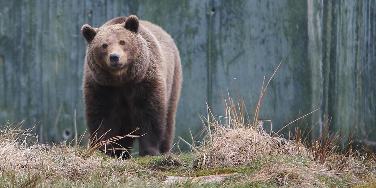 Outrage Erupts After Italian Authorities Euthanize "Dangerous" Mother Bear Following Tourist Attack