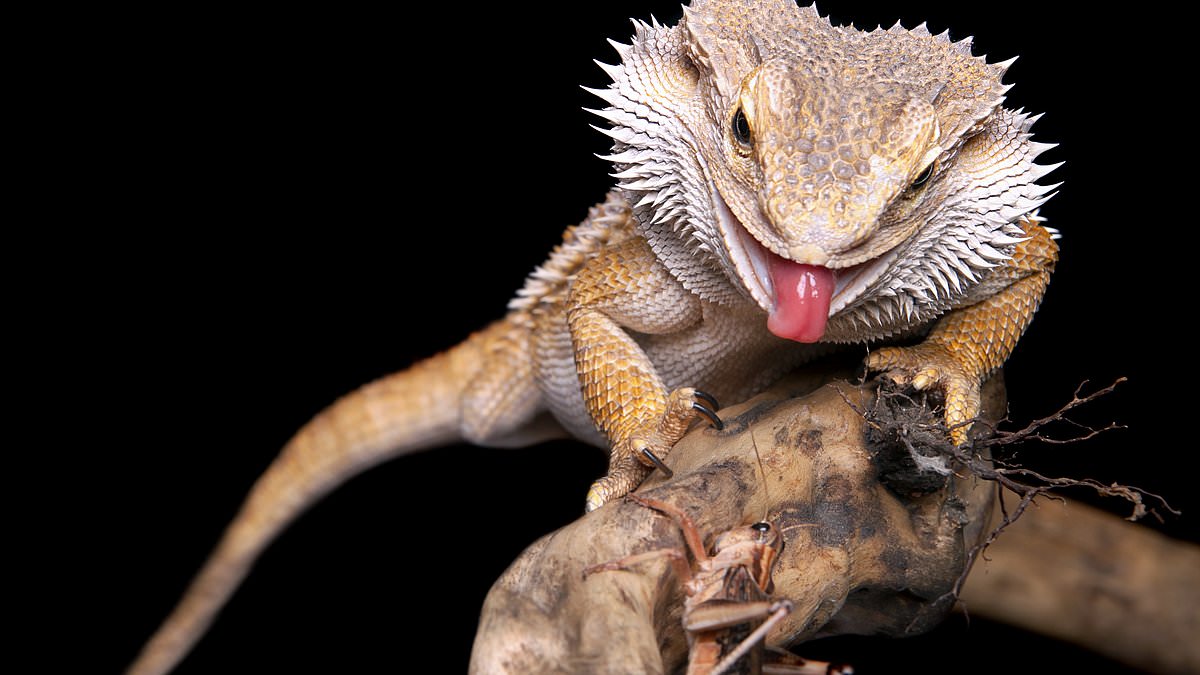 CDC Warns: Salmonella Outbreak Linked to Pet Bearded Dragons, Young Children Most at Risk