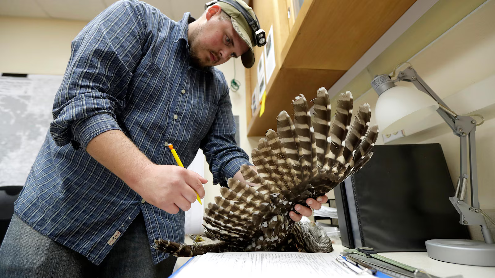 Controversial Plan to Shoot 450,000 Barred Owls to Save Endangered Spotted Owls Sparks Ethical Debate