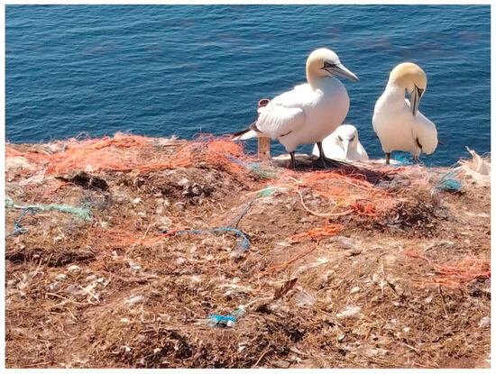 Microplastics Found in Human Brain: Urgent Call for Global Action on Plastic Pollution