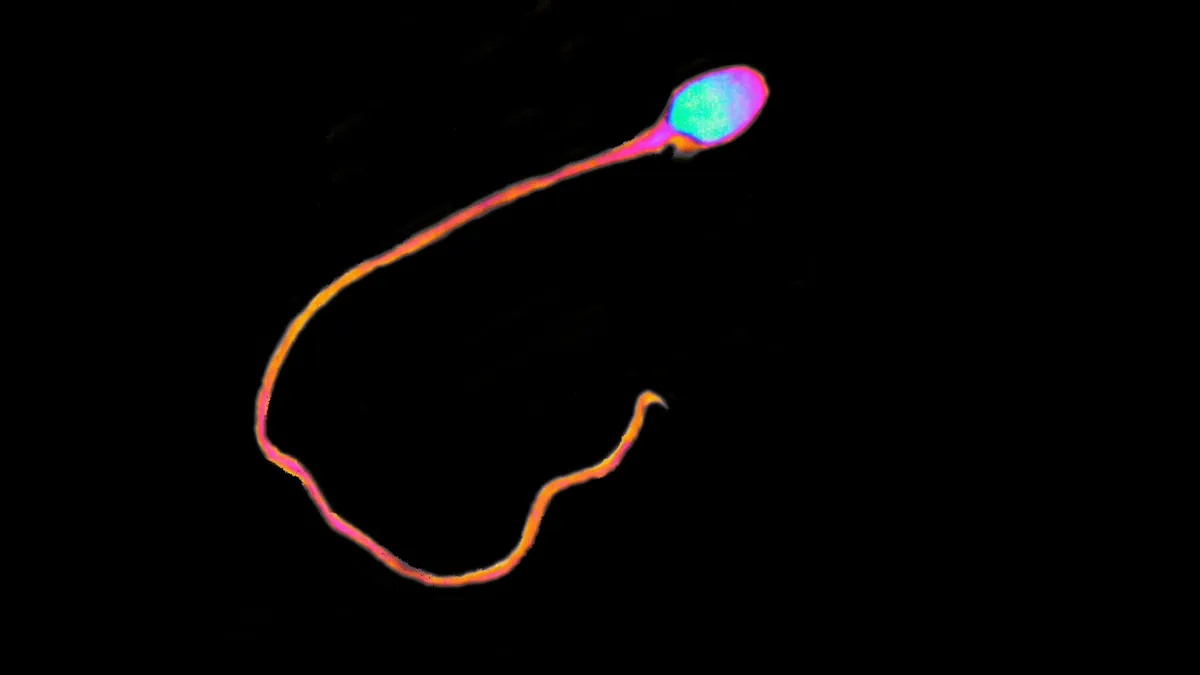 Breakthrough Male Contraceptive Gel Shows Rapid Sperm Suppression, Prepares for Phase III Trials