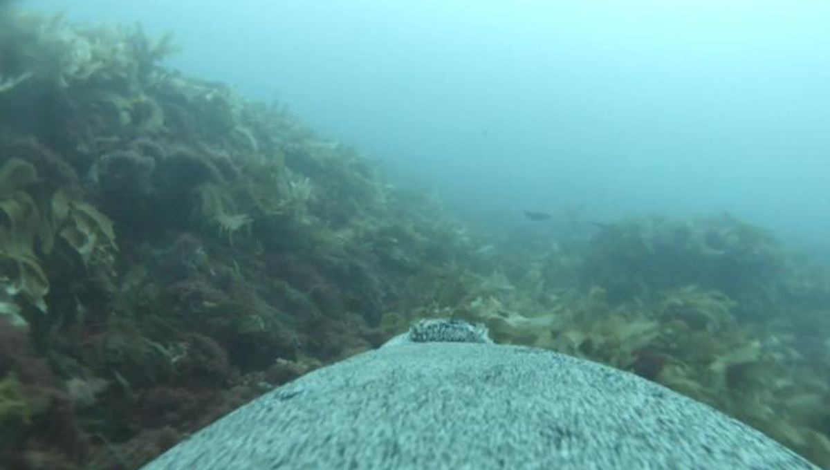 Australian Sea Lions with Cameras Map Uncharted Ocean Floors, Unveil New Marine Habitats