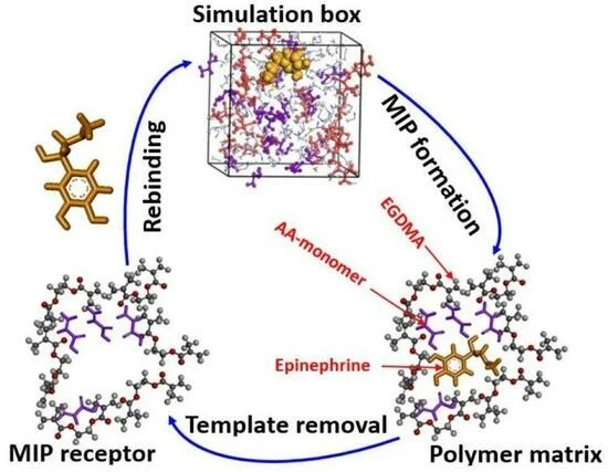 Quantum Mechanics Boosts Molecular Design: New MIPs Enhance Cancer Diagnostics and Target Epinephrine