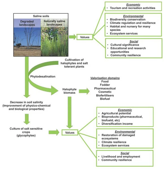 Halophytes: The Future of Farming in Saline Soils to Combat Global Food Insecurity