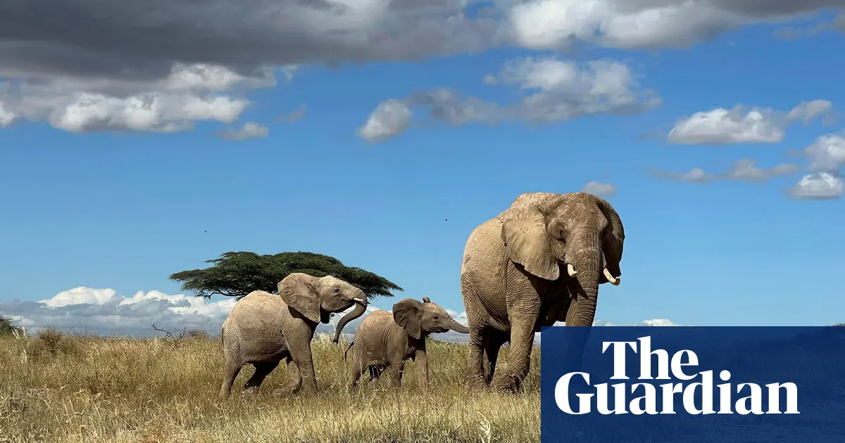 Elephants Use 'Names' to Communicate: Study Reveals Advanced Social Bonds and Cognitive Skills