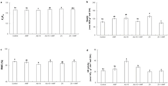 New Study Reveals Gene and Bacteria Combo Boosts Maize Drought Tolerance and Stress Resilience