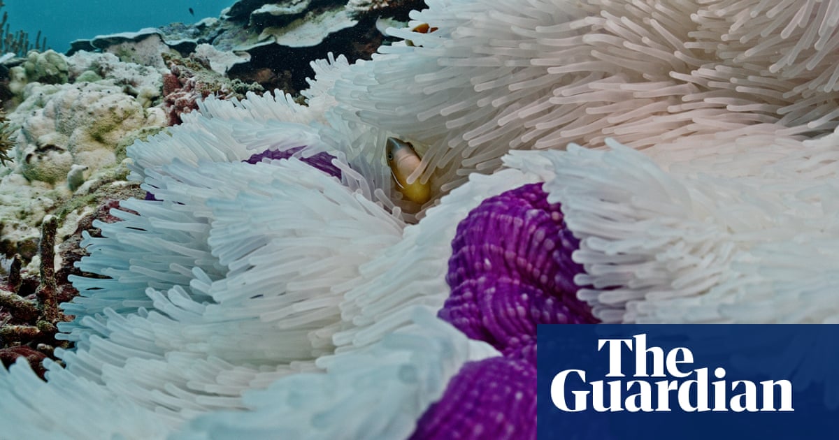 Unprecedented Bleaching Strikes Great Barrier Reef Amid Climate Crisis