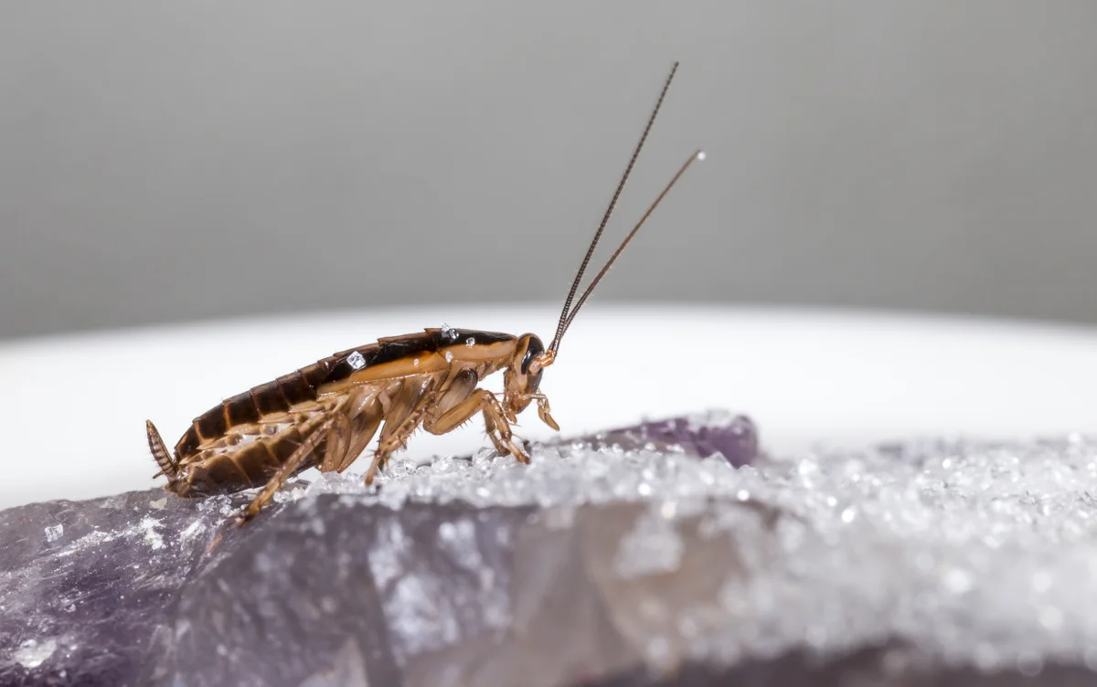 Ancient Origins and Modern Threats: German Cockroach's Global Spread and Insecticide Resistance Unveiled