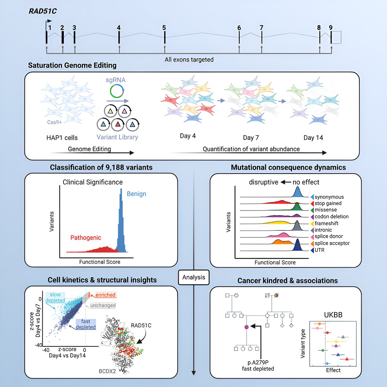 New Study Links RAD51C Gene Variants to Increased Breast and Ovarian Cancer Risk