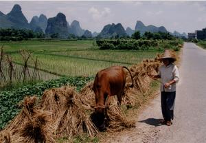 Removing Hedgerows Harms Arthropod Diversity in Chinese Rice Fields, Study Finds