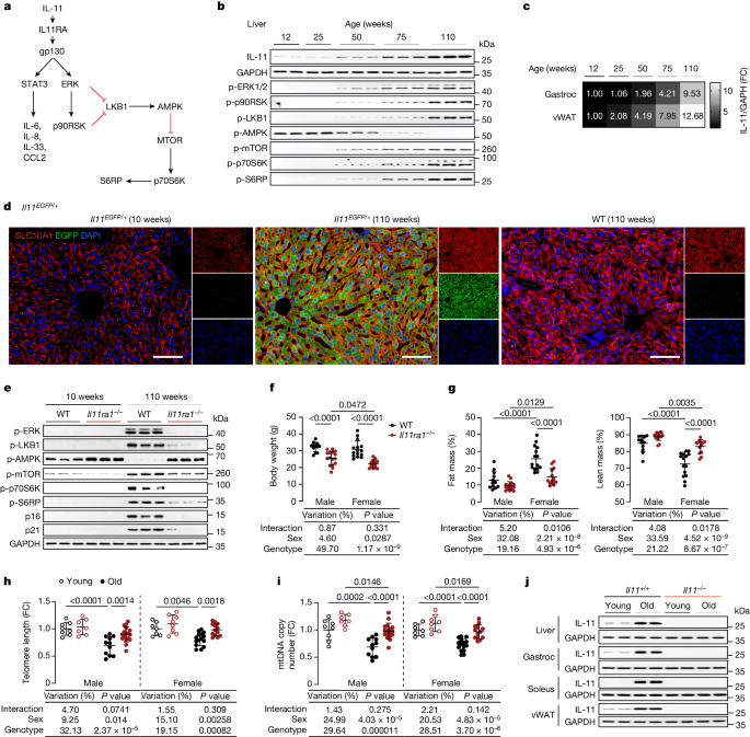 Breakthrough Study: Blocking IL-11 Protein Extends Mice Lifespan by 25%, Paves Way for Human Anti-Aging Therapies