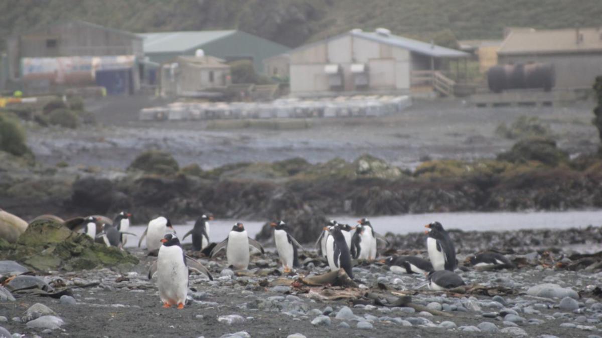 Australia Prepares for Imminent H5N1 Bird Flu Threat in Antarctic Territory and Macquarie Island