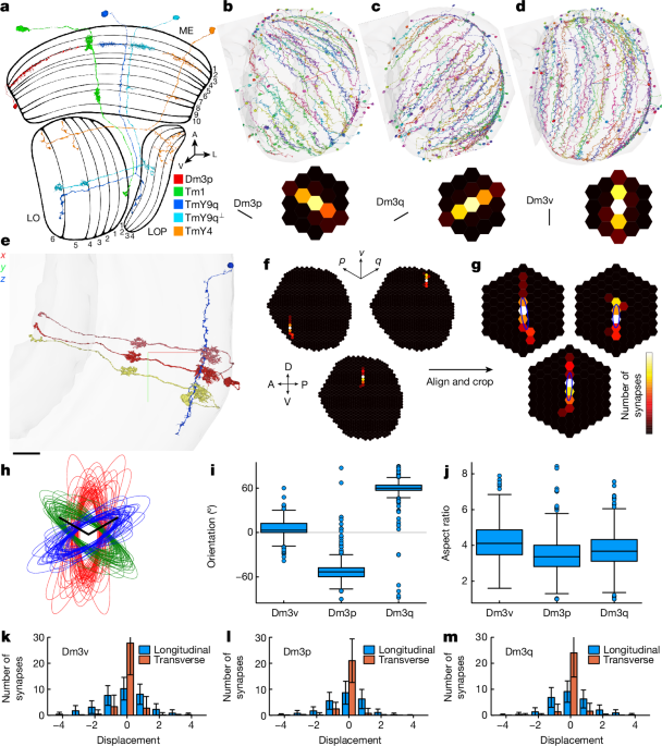 Groundbreaking Study Maps 140,000 Neurons in Fruit Fly Brain, Unlocking New Neuroscience Insights