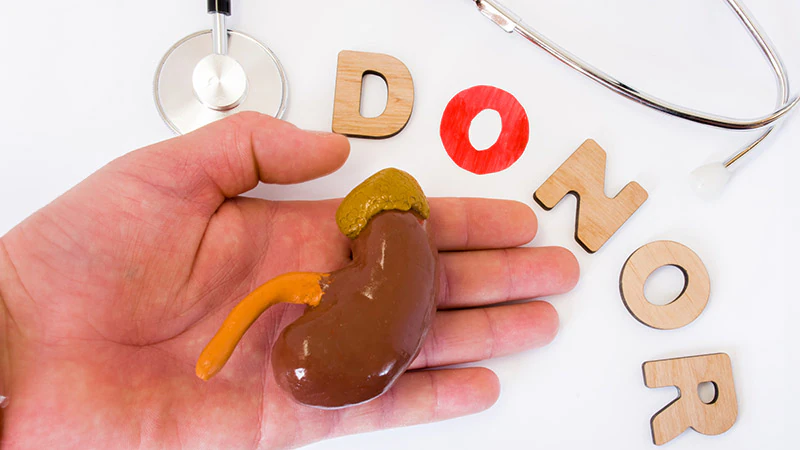 Kidney Donation Safer Than Ever: Mortality Rate Drops Dramatically Over Three Decades