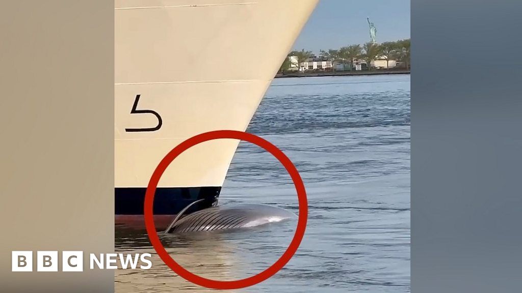 Endangered Whale Found Dead on Cruise Ship Bow in NYC